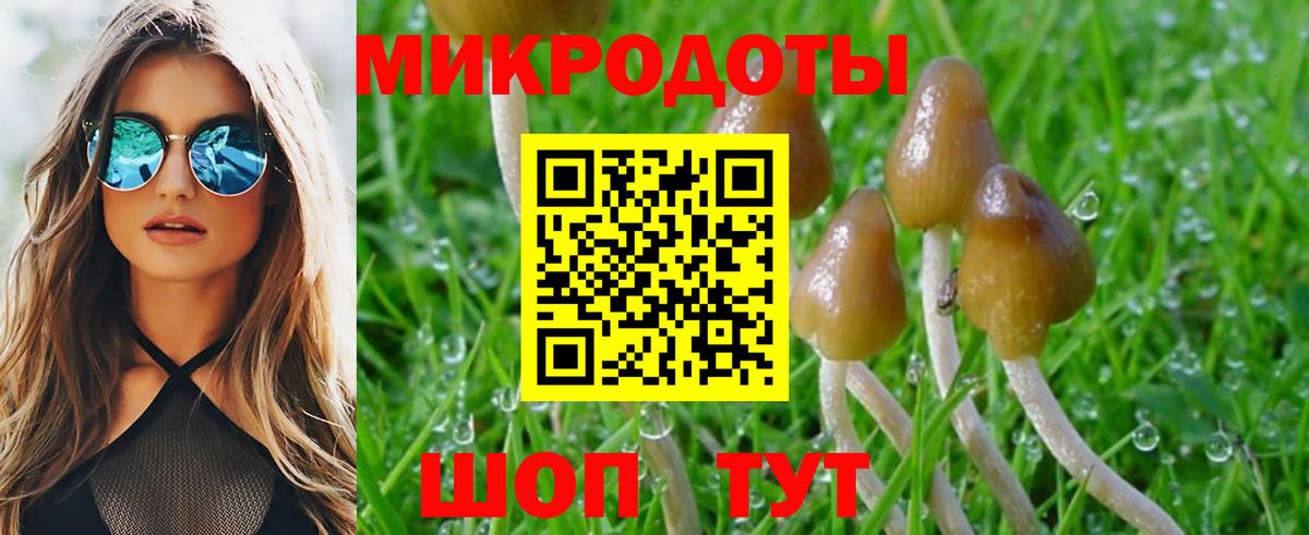 Галлюциногенные грибы Psilocybe  Белая Калитва  Псилоцибиновые грибы Psilocybe 